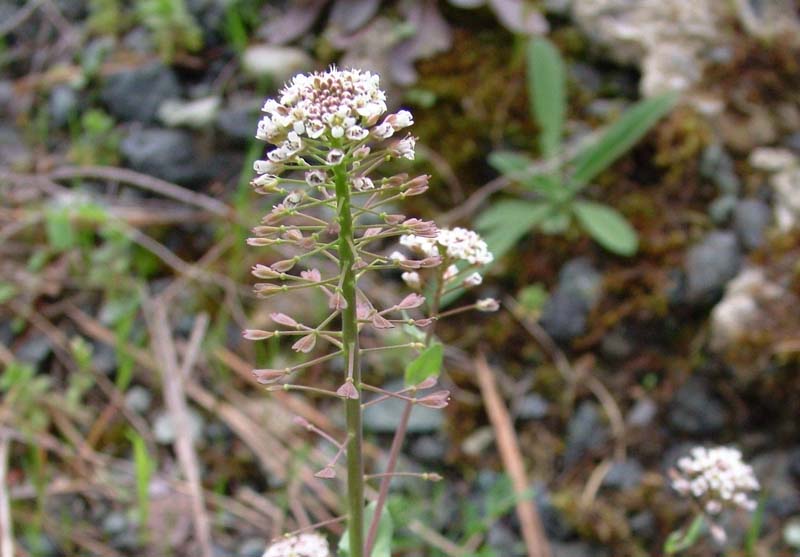 Noccaea caerulescens (=Thlaspi caerulescens) / Erba storna bluastra